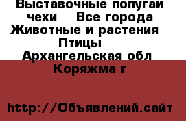 Выставочные попугаи чехи  - Все города Животные и растения » Птицы   . Архангельская обл.,Коряжма г.